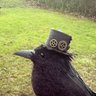 Profilbild von Crowbus the 2nd 🇪🇬