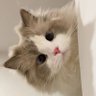 Hestia's profile picture