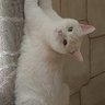 cesare's profile picture