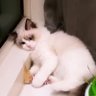 NEE𝓥ྀ𝓒ྀ ⟡˖ ࣪𝜗𝜚˖'s profile picture