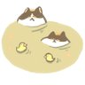 にゃんたまチャンネル@猫と遊べる温泉旅館 的头像