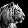 Profilbild von Rob Suffyan Savage