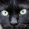 クロネンコnb profil fotoğrafı