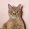 gopal123 的头像