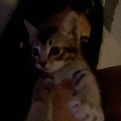 kapfccs's profile picture