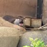 むくみん🌱 的头像
