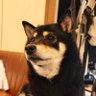 ネッコツ's profile picture