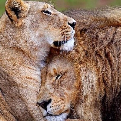 ANIMALS WORLD's profile picture