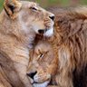 Фото профиля ANIMALS WORLD