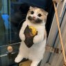 momociki ~♪ profil fotoğrafı