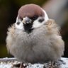 すずめ profil fotoğrafı