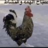 Zx's profile picture