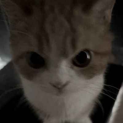 strowverrys's profile picture