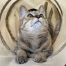 ぼたん's profile picture