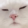 明白了's profile picture
