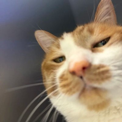 𝕆𝕣𝕞𝕂𝕨𝕠𝕟𝕘 X's profile picture