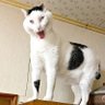 おいP 的头像