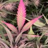 CaroThom 的头像