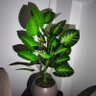Фото профиля sarı boğa 22cm