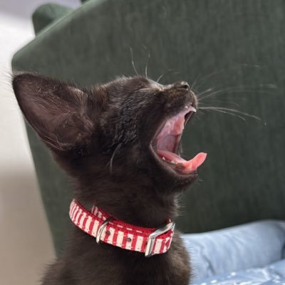 𝐉𝐢𝐉𝐢🐈⬛🐱's profile picture