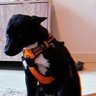 Zeus (Ansem's Dog) 🐕 🀄️'s profile picture