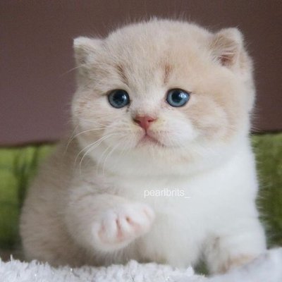Catslover73on's profile picture