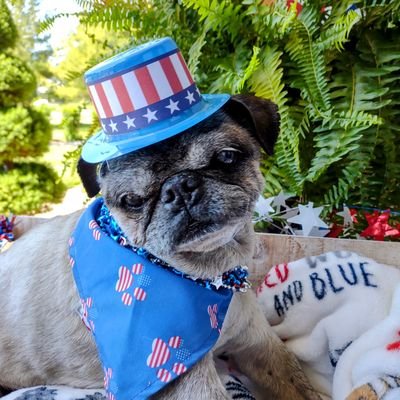 mommasboymushu's profile picture