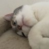 Sato🫧 profil fotoğrafı