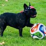 Фото профиля FutbolFrenchie