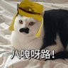 肖遥 的头像