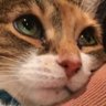 RSHE profil fotoğrafı