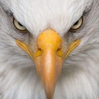 399fjsss's profile picture