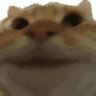 yepcat's profile picture