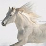 Profilbild von Spirit of Freedom