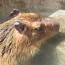 うね丸's profile picture
