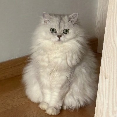 Yichi71's profile picture