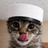 Legion Rapist cat's profile picture