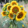 Фото профиля SunFlower 🌻