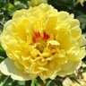 Peony profil fotoğrafı