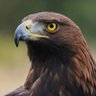 Profilbild von James Eagle