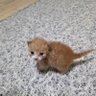 Cipicapa's profile picture