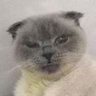 Фото профиля KEDİPEREST (AİLUROFİL) BAŞKOMİSER ESKİSİ