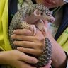 PANGOLIN🦡💰's profile picture