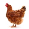 Kericho breeders.'s profile picture