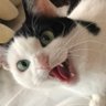 Profilbild von wassan