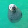 ひでぴょん 的头像