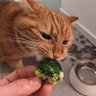 Broccoli profil fotoğrafı