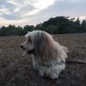 Profilbild von superentoy