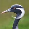 bru profil fotoğrafı