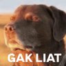 mbohlah profil fotoğrafı